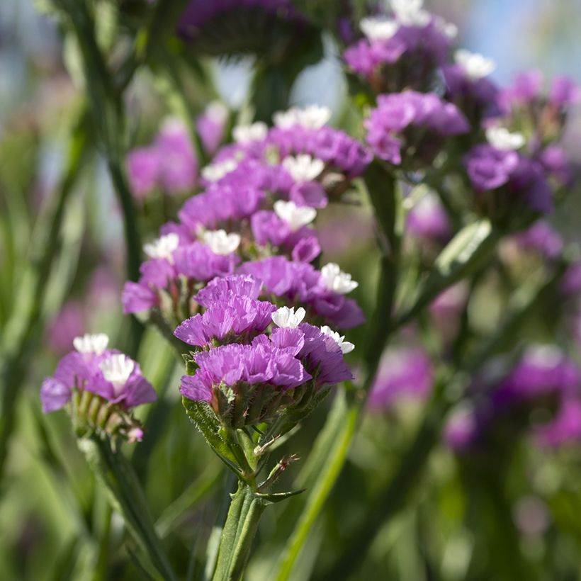 Graines de Statice Forever Rose - Limonium sinuatum (Flowering)