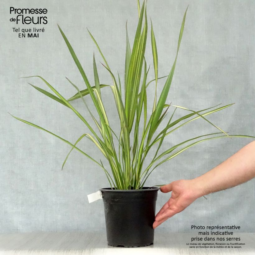 Spécimen de Lin de Nouvelle-Zélande - Phormium Apricot Queen Pot de 3L/4L tel que livré au printemps