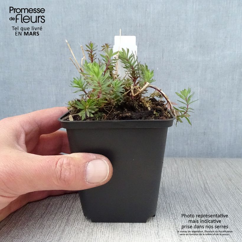 Spécimen de Linaria purpurea Canon J. Went - Linaire pourpre Godet de 8/9 cm tel que livré au printemps