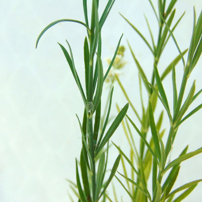 Linaria purpurea alba, Linaire (Foliage)