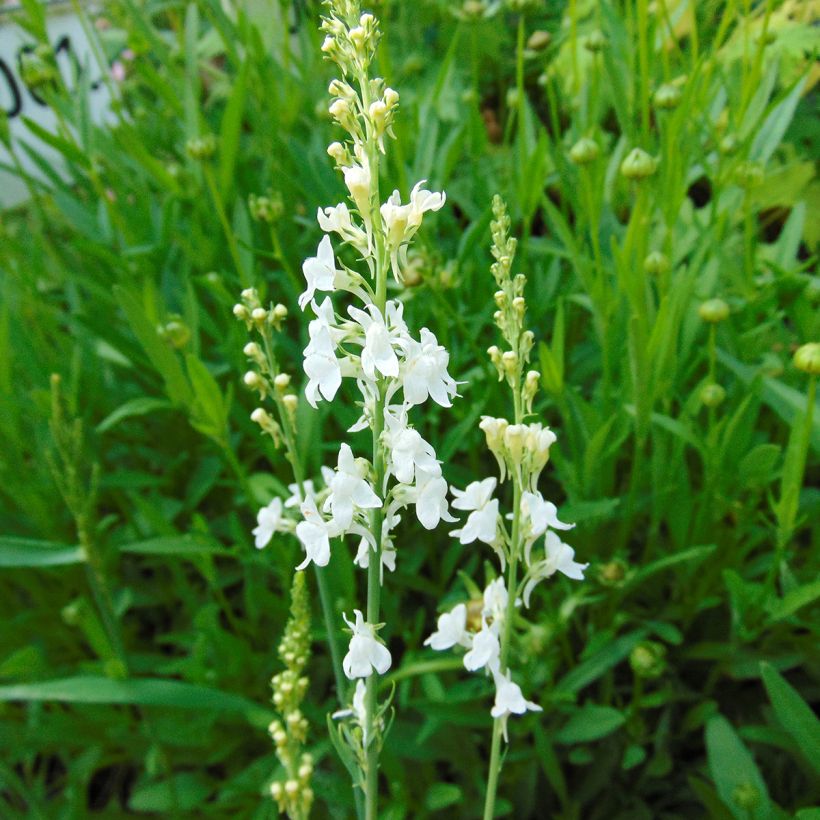 Linaria purpurea alba, Linaire (Flowering)