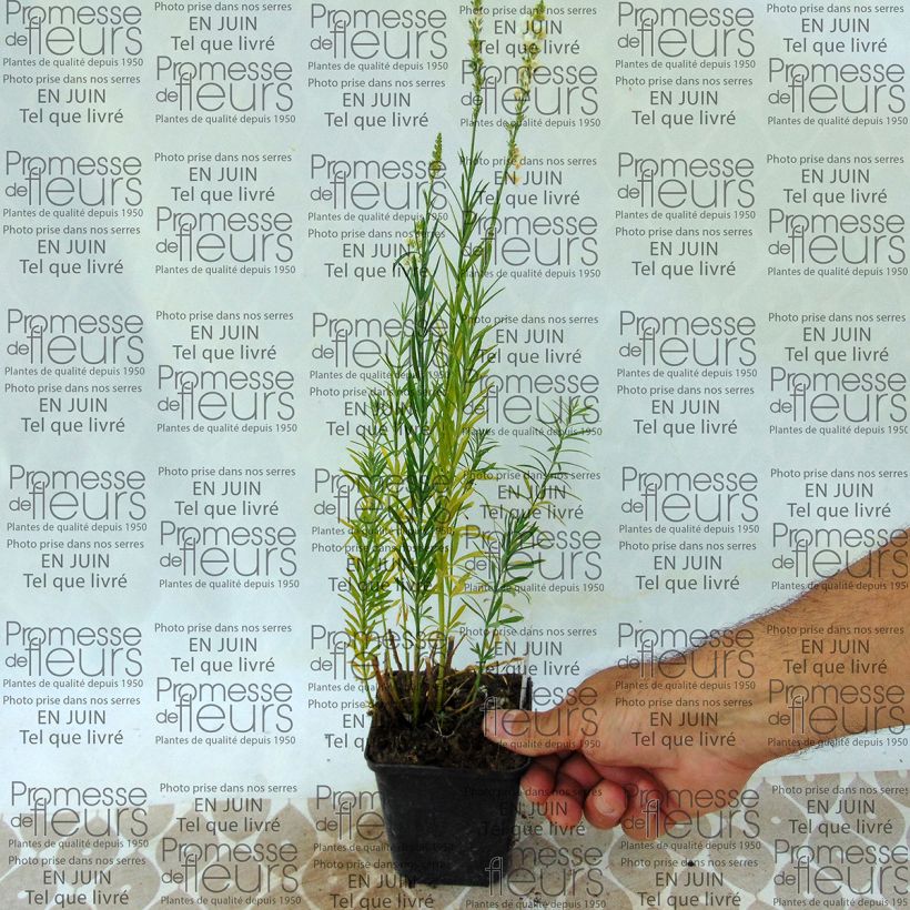 Example of Linaria purpurea alba, Linaire Godet de 8/9 cm as you get