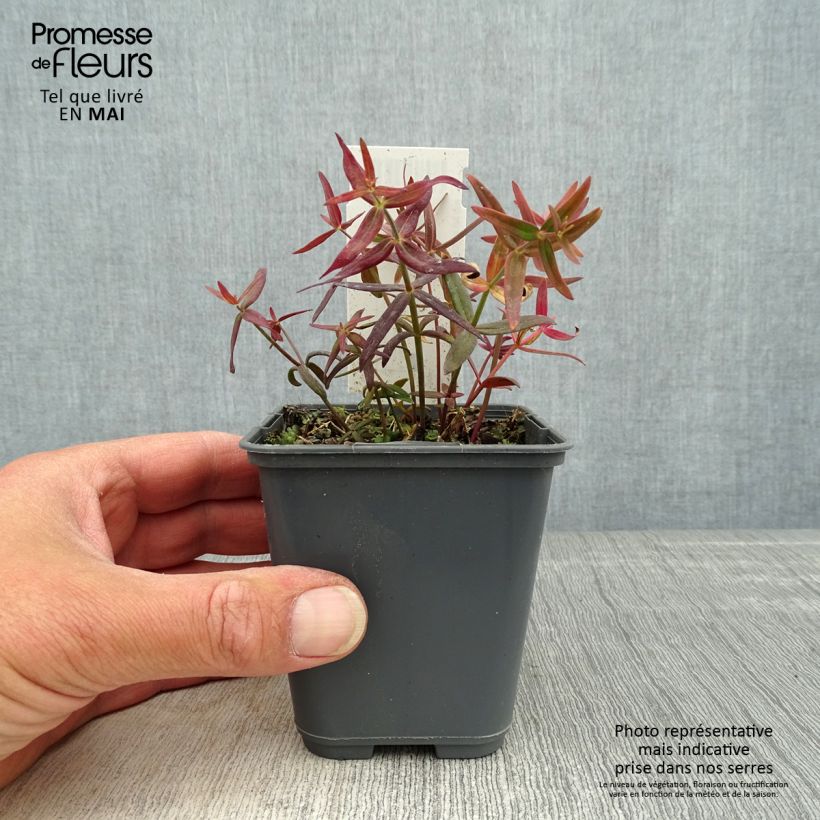 Spécimen de Linaria triornithophora, Linaire à trois oiseaux Godet de 8/9 cm tel que livré au printemps