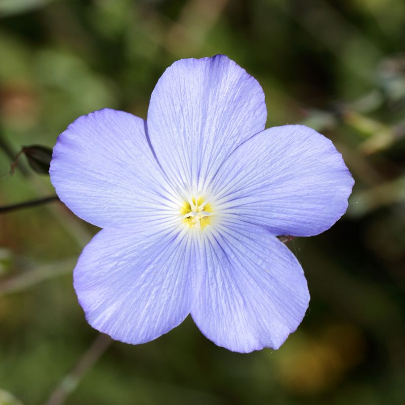 Linum perenne Saphir - Lin vivace (Floraison)