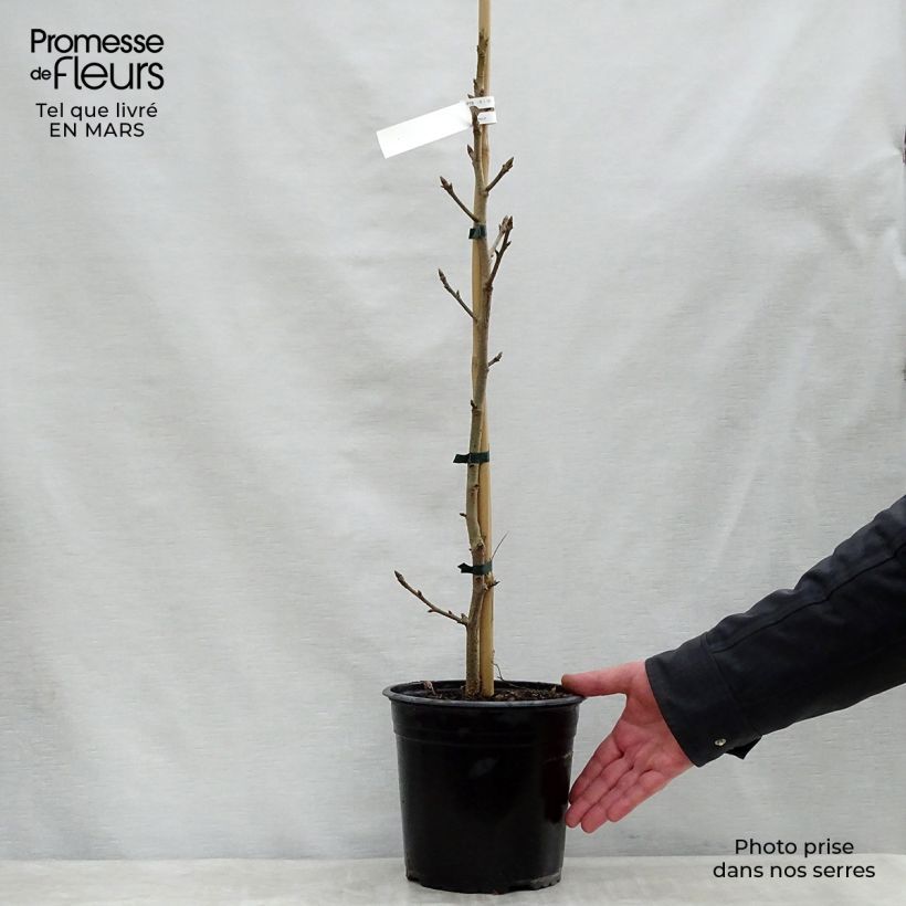 Spécimen de Liquidambar styraciflua Aurea - Copalme d'Amérique Pot de 4L/5L tel que livré au printemps