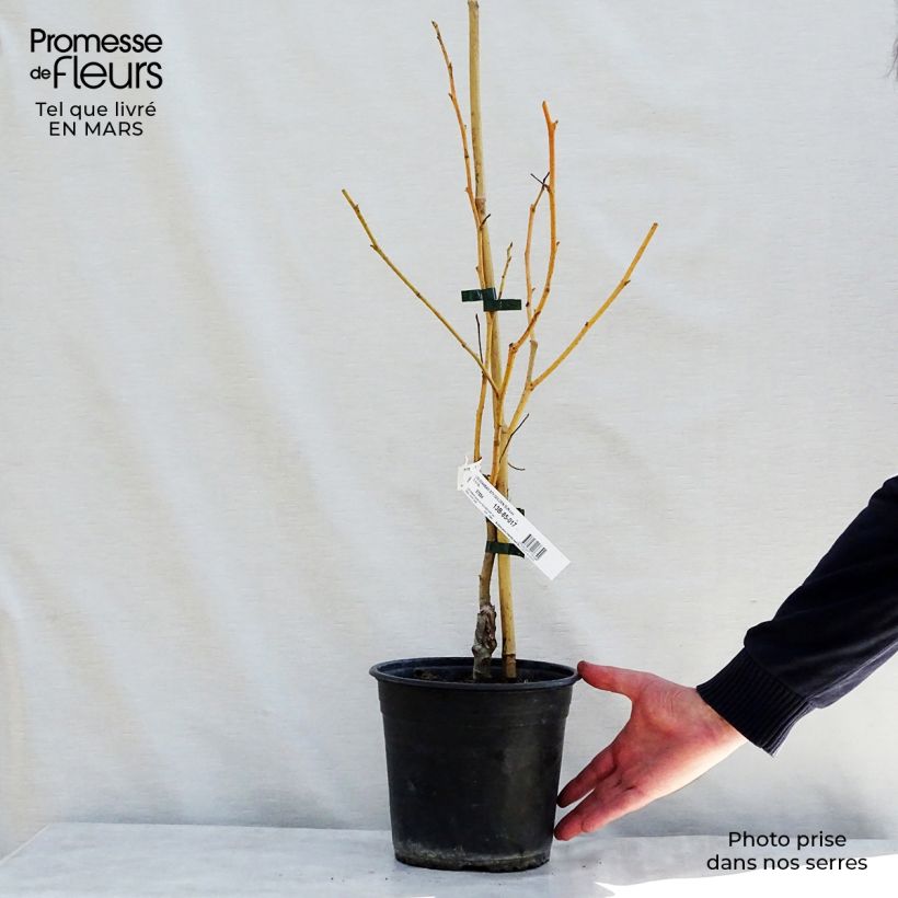 Spécimen de Liquidambar styraciflua Golden Sun - Copalme d'Amérique  Pot de 4L/5L tel que livré au printemps