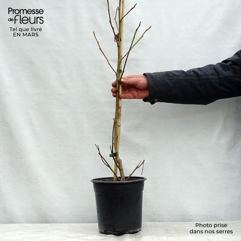 Spécimen de Liquidambar styraciflua Lane Roberts - Copalme d'Amérique Pot de 2L/3L tel que livré au printemps
