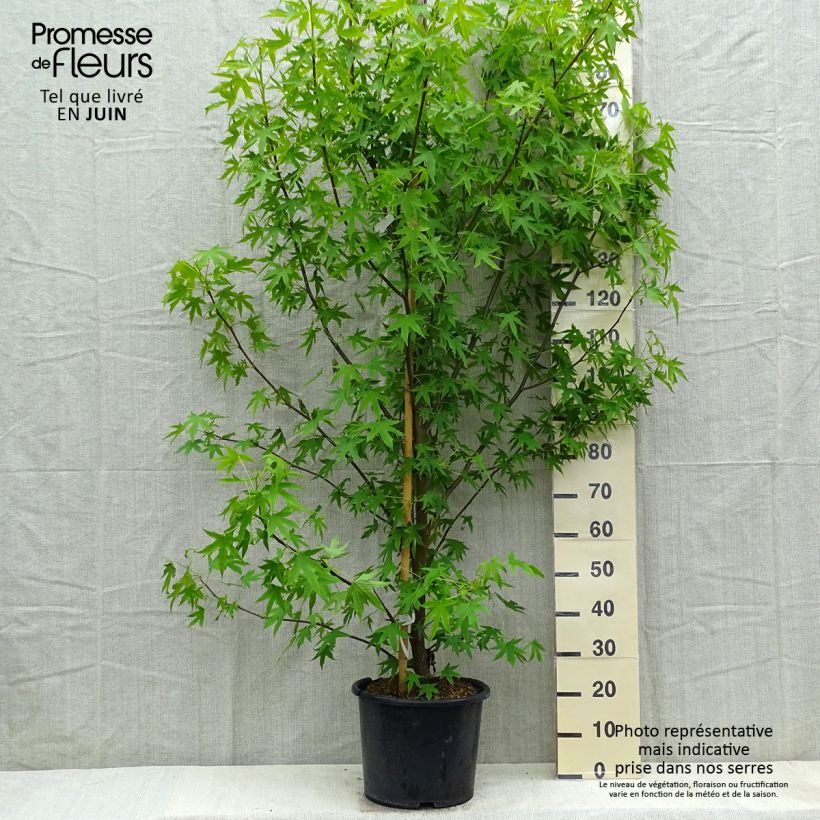 Spécimen de Liquidambar styraciflua Worplesdon Pot de 7,5L/10L tel que livré au printemps