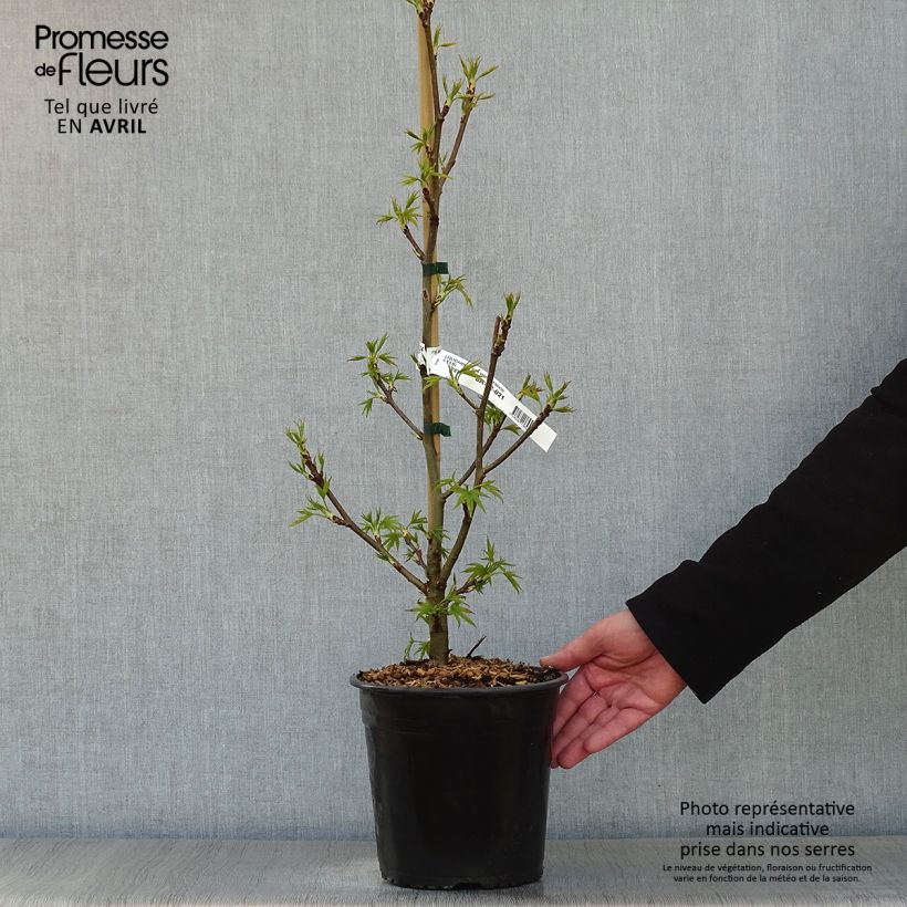 Spécimen de Liquidambar styraciflua Worplesdon Pot de 4L/5L tel que livré au printemps