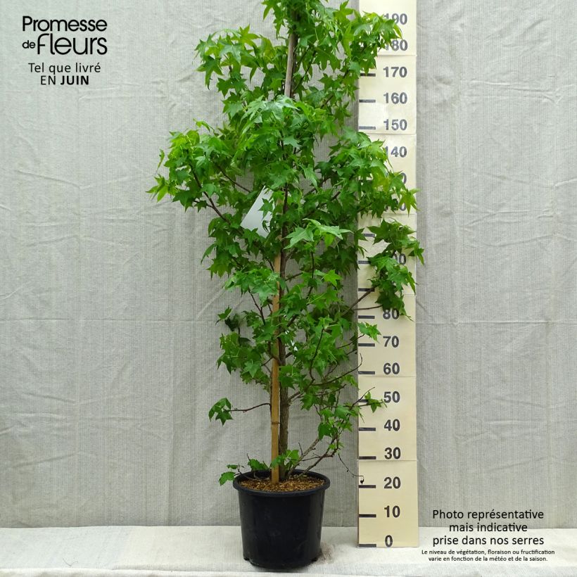 Spécimen de Liquidambar styraciflua Pot de 7,5L/10L tel que livré au printemps