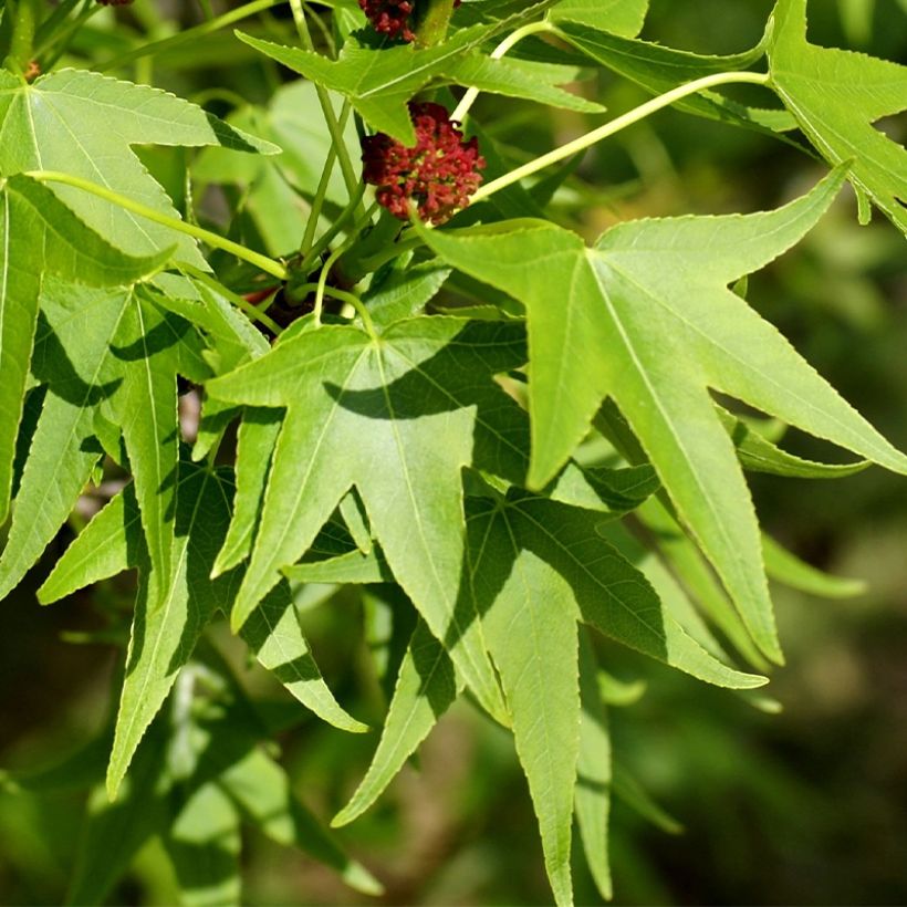 Copalme d'Amérique - Liquidambar styracyflua Stella (Feuillage)