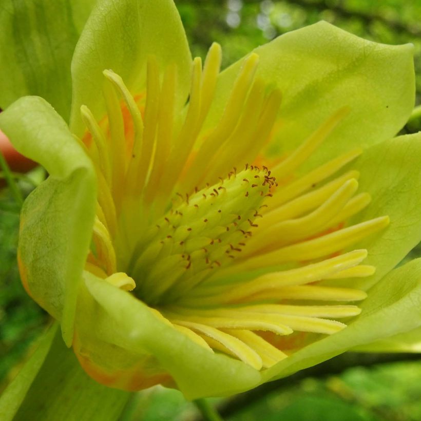 Liriodendron tulipifera Aureomarginatum - Tulipier de Virginie  (Flowering)