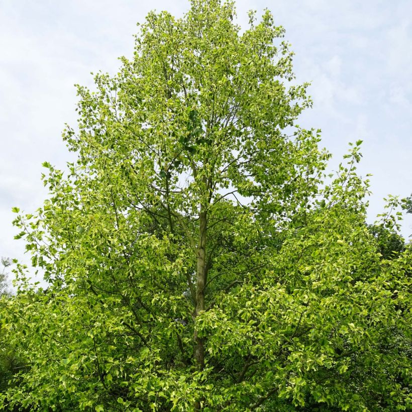 Liriodendron tulipifera Aureomarginatum - Tulipier de Virginie  (Plant habit)