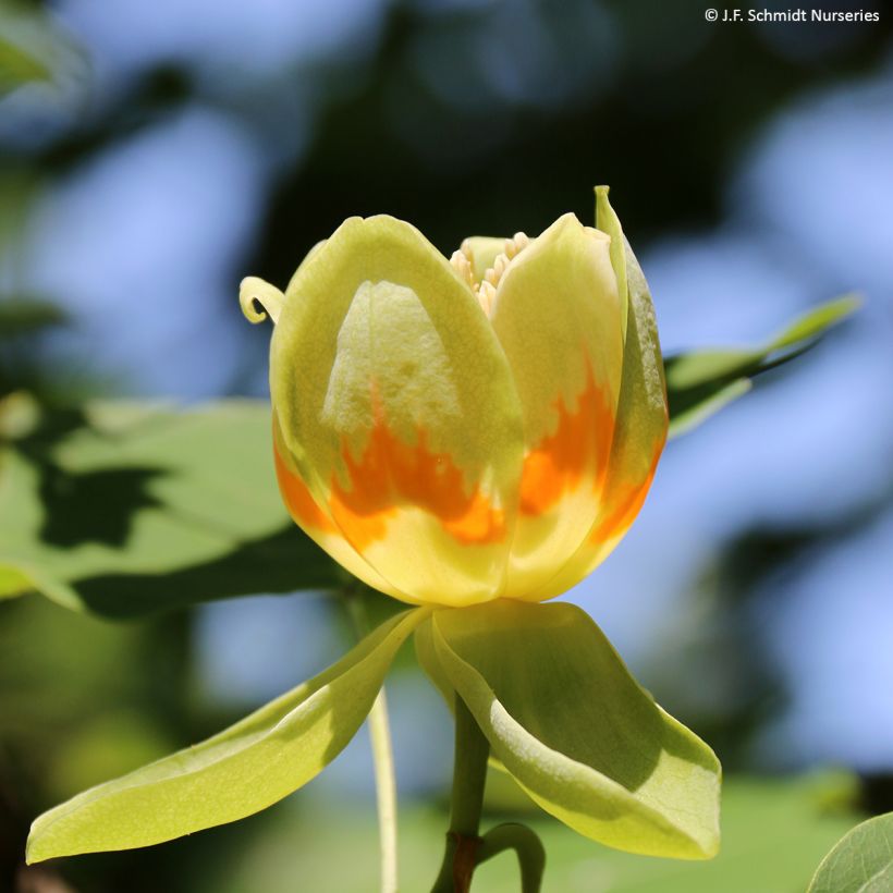 Liriodendron tulipifera Emerald City - Tulipier de Virginie (Flowering)