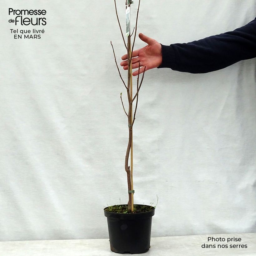 Spécimen de Liriodendron tulipifera Fastigiata - Tulipier de Virginie Pot de 4L/5L, Tige tel que livré au printemps