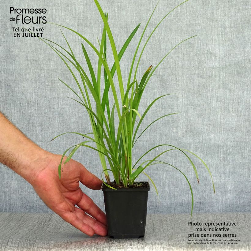 Spécimen de Liriope Super Blue Godet de 8/9 cm tel que livré en été