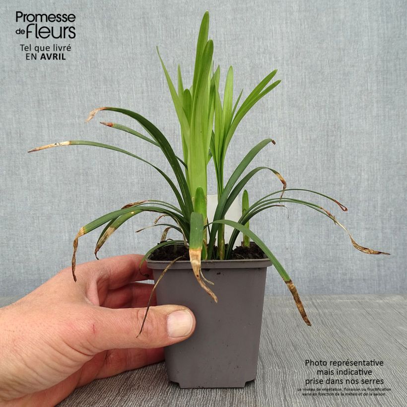 Spécimen de Liriope muscari Big Blue Godet de 8/9 cm tel que livré au printemps