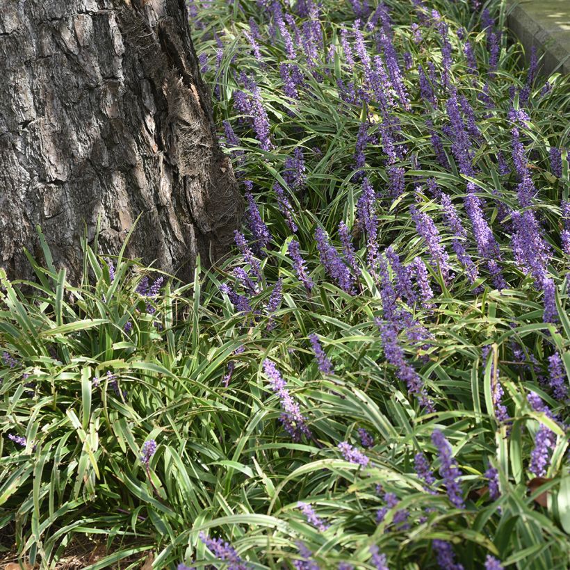 Liriope muscari Big Blue (Port)