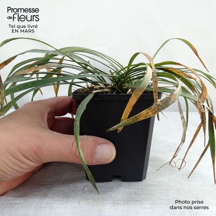 Spécimen de Liriope muscari Ingwersen Godet de 8/9 cm tel que livré au printemps