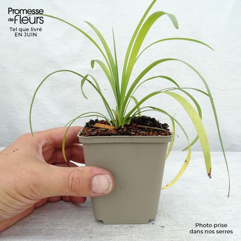 Spécimen de Liriope muscari Majestic Godet de 8/9 cm tel que livré en été