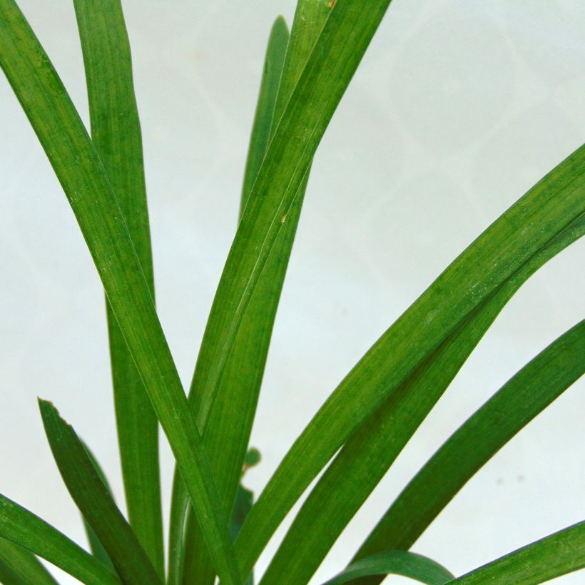 Liriope muscari Monroe White  (Foliage)