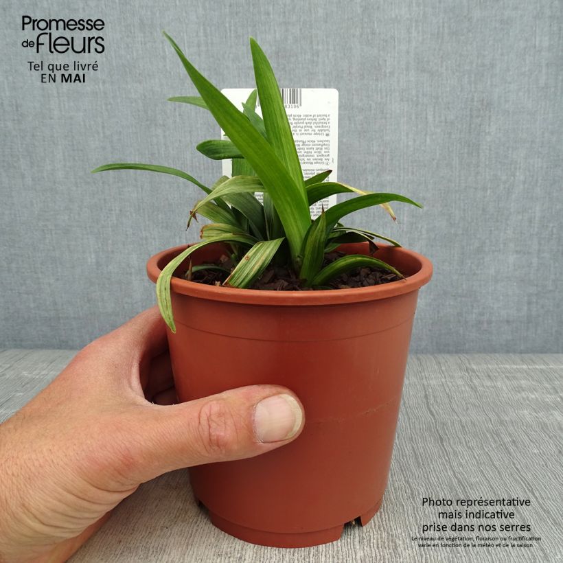 Example of Liriope muscari Royal Purple Pot de 1L/1,5L as you get in printemps
