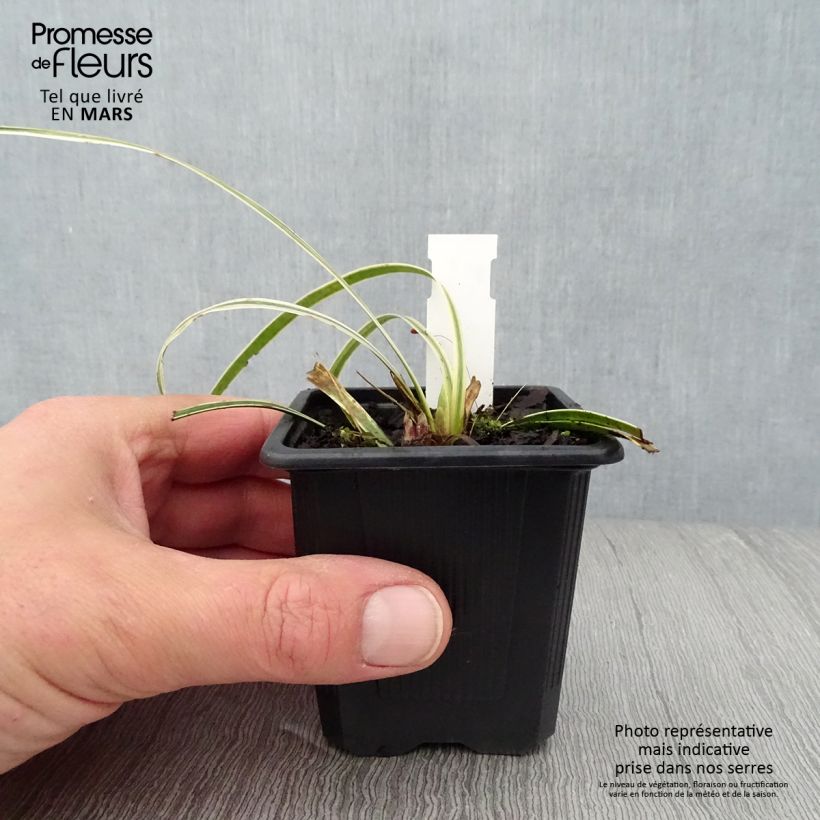 Example of Liriope muscari Silvery Sunproof Godet de 8/9 cm as you get in printemps