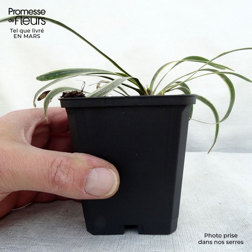 Spécimen de Liriope muscari Variegata Godet de 8/9 cm tel que livré au printemps