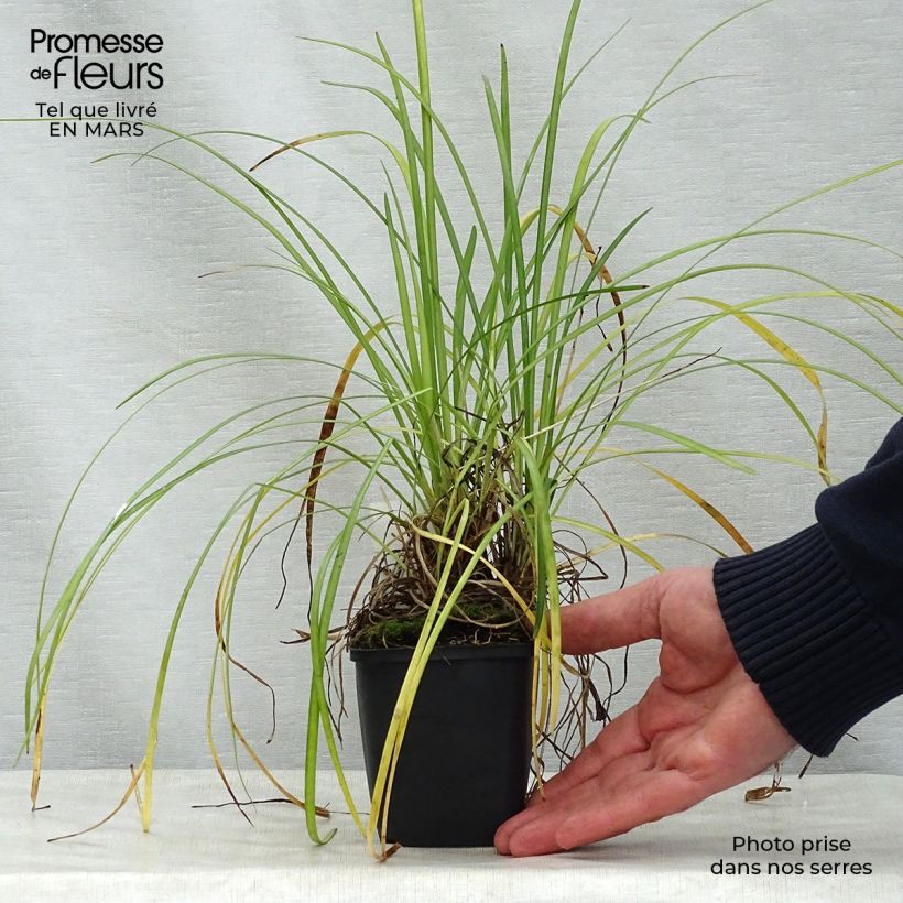 Example of Liriope spicata Godet de 8/9 cm as you get in printemps