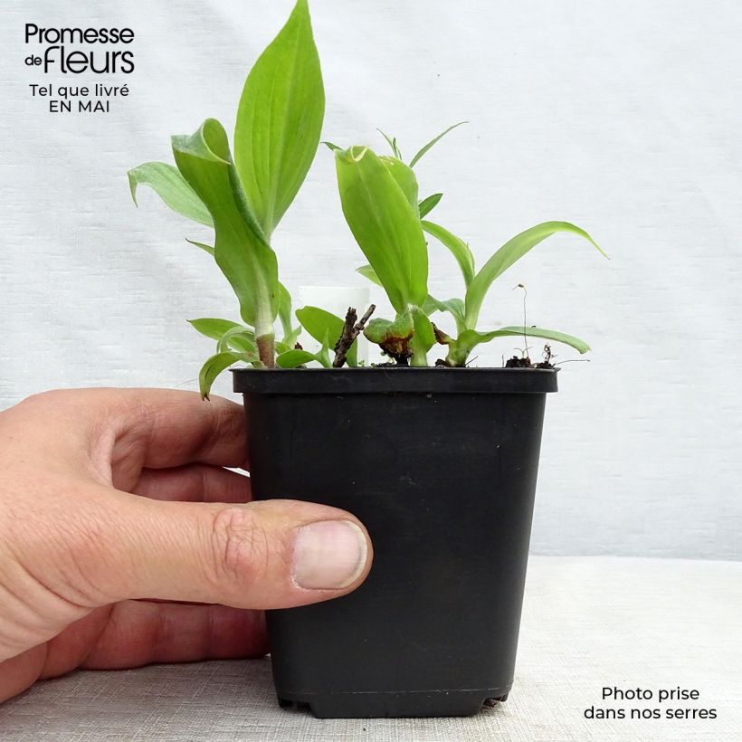 Spécimen de Lis Orchidée - Tricyrtis hirta Miyazaki Godet de 8/9 cm tel que livré au printemps