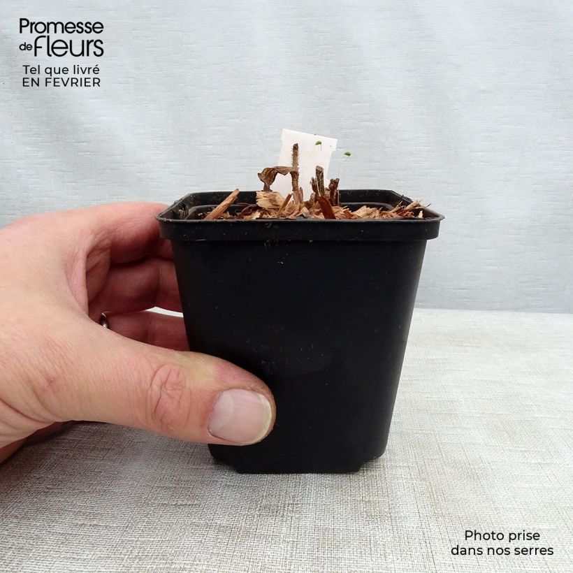 Spécimen de Lis Orchidée - Tricyrtis hirta Raspberry Mousse Godet de 8/9 cm tel que livré en hiver