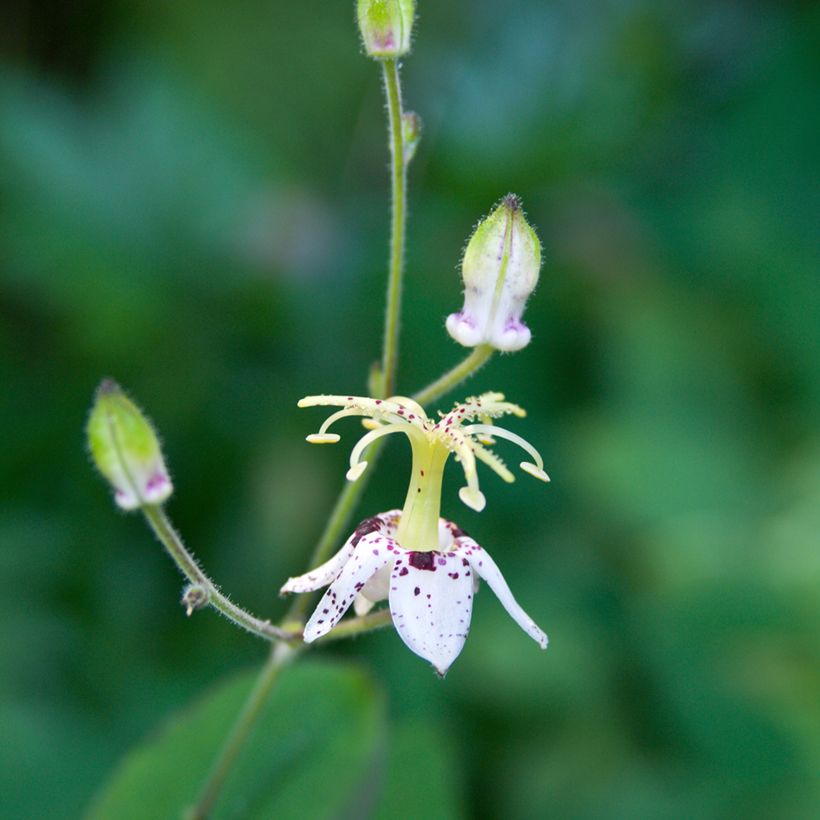 Lis orchidée - Lis des crapauds - Tricyrtis macropoda (Floraison)
