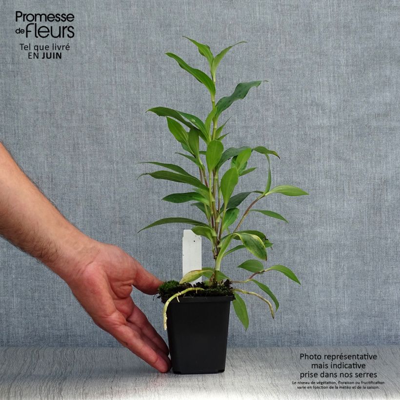 Spécimen de Lis orchidée - Tricyrtis formosana Godet de 8/9 cm tel que livré en été