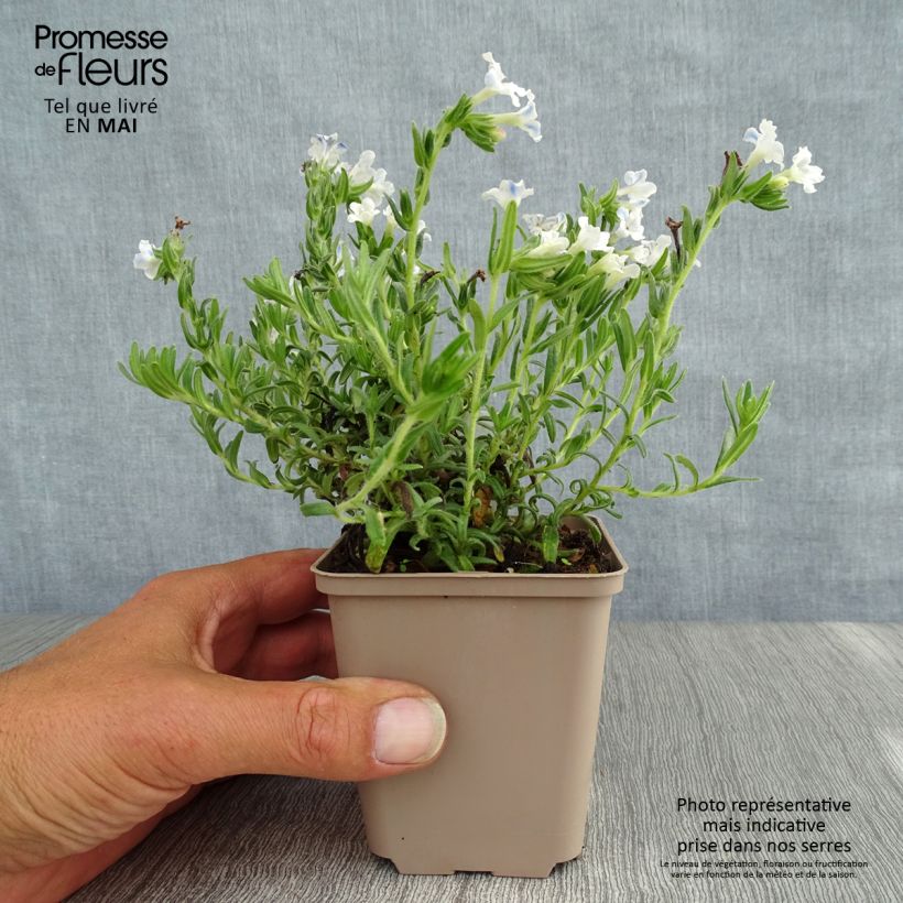 Spécimen de Lithodora diffusa Cambridge Blue - Grémil diffus Godet de 8/9 cm tel que livré au printemps