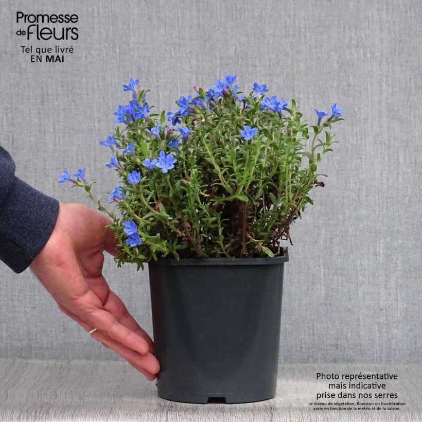 Spécimen de Lithodora diffusa Heavenly Blue - Grémil diffus Pot de 2L/3L tel que livré au printemps