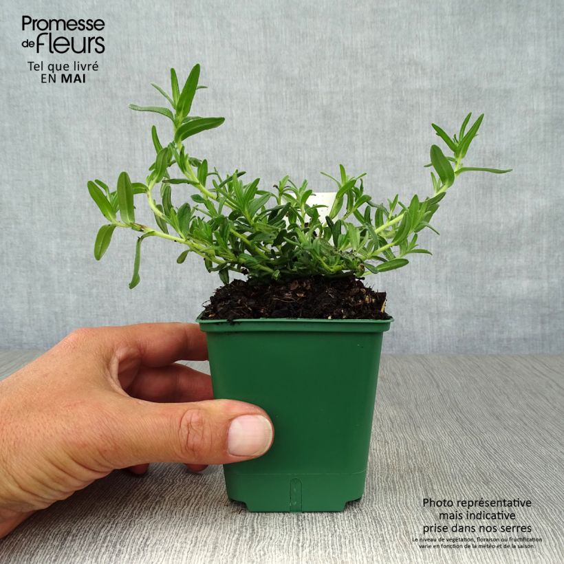 Spécimen de Lithodora diffusa Heavenly Blue - Grémil diffus Godet de 8/9 cm tel que livré au printemps