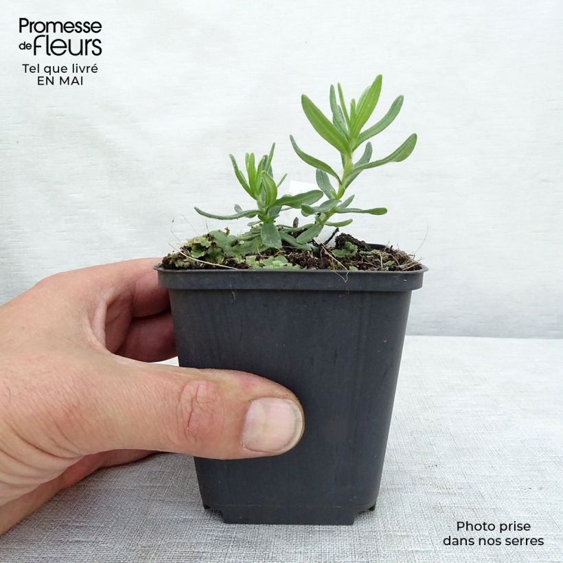 Spécimen de Lithodora diffusa Star - Grémil diffus Godet de 8/9 cm tel que livré au printemps