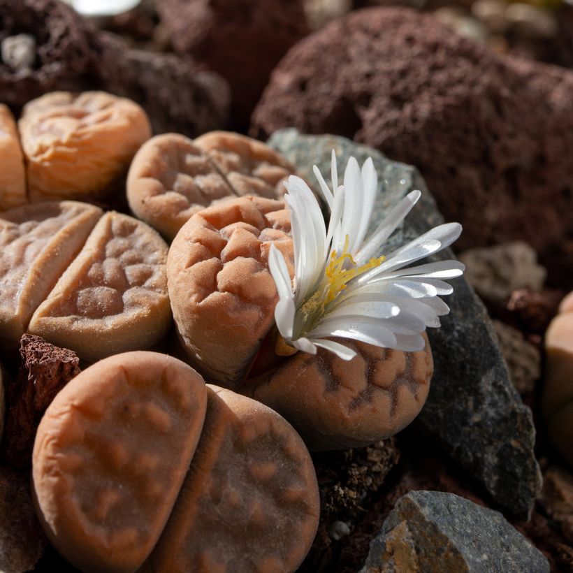 Graines de Lithops Pebble Plants Mixed - Plante cailloux en mélange (Floraison)