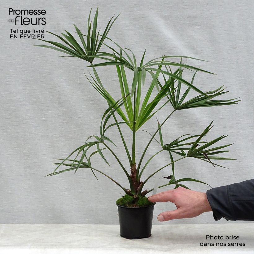 Example of Livistona benthamii - Palmier de Bentham Pot de 12 cm / 13 cm as you get in hiver