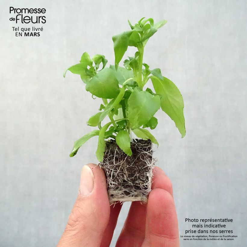 Spécimen de Lobélia Anabel Blue Mini-motte Ø 3/4 cm, Plant vert de 5 à 10 cm de haut tel que livré au printemps