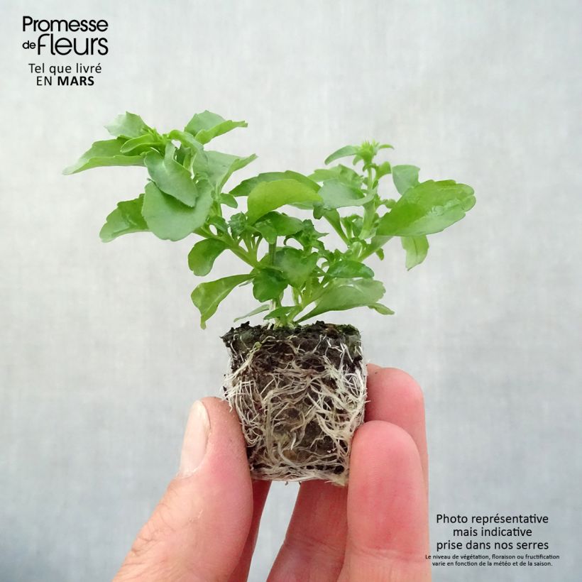 Example of Lobélia Anabel Snow White  Mini-motte Ø 3/4 cm, Plant vert de 5 à 10 cm de haut as you get in printemps