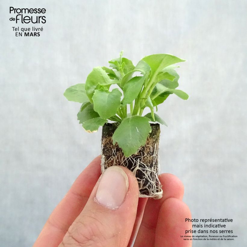 Spécimen de Lobélia Hot Bavaria Mini-motte Ø 3/4 cm, Plant vert de 5 à 10 cm de haut tel que livré au printemps