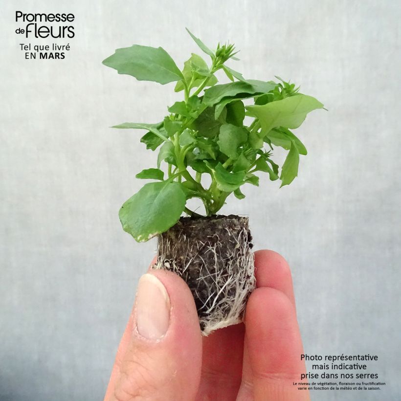 Spécimen de Lobélia Hot Water Blue Mini-motte Ø 3/4 cm, Plant vert de 5 à 10 cm de haut tel que livré au printemps