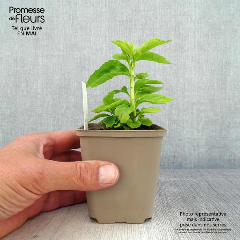 Spécimen de Lobelia Hybride Monet Moment Godet de 8/9 cm tel que livré au printemps