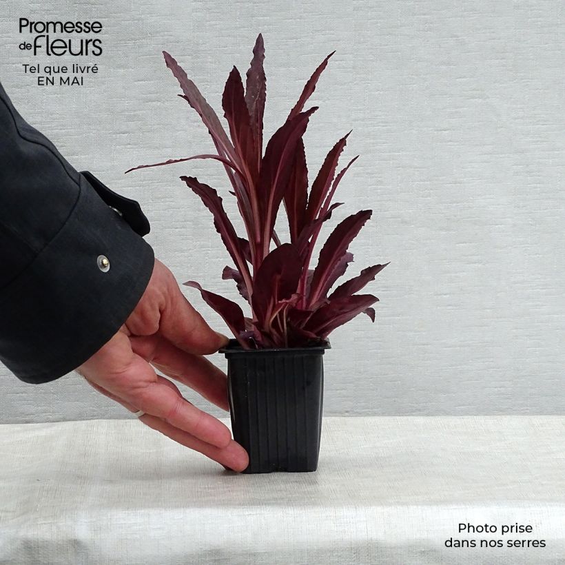 Spécimen de Lobelia fulgens Queen Victoria Godet de 7/8 cm tel que livré au printemps