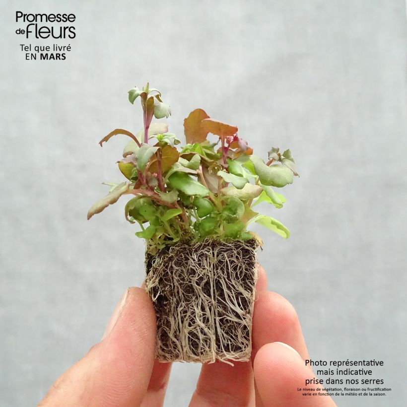 Spécimen de Lobélia nain Crystal Palace Jardimotte : motte 3,8 cm x 3,2 cm en plaque de culture par 16 tel que livré au printemps