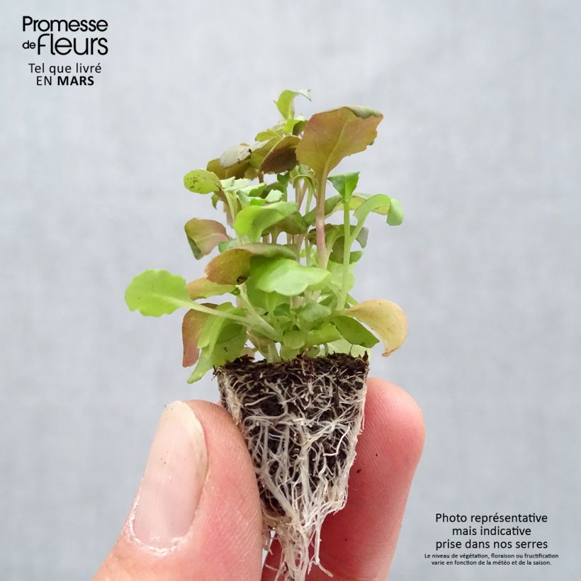 Spécimen de Lobélia nain Crystal Palace Minimotte : motte 2,2 cm x 2 cm en plaque de culture par 35 tel que livré au printemps