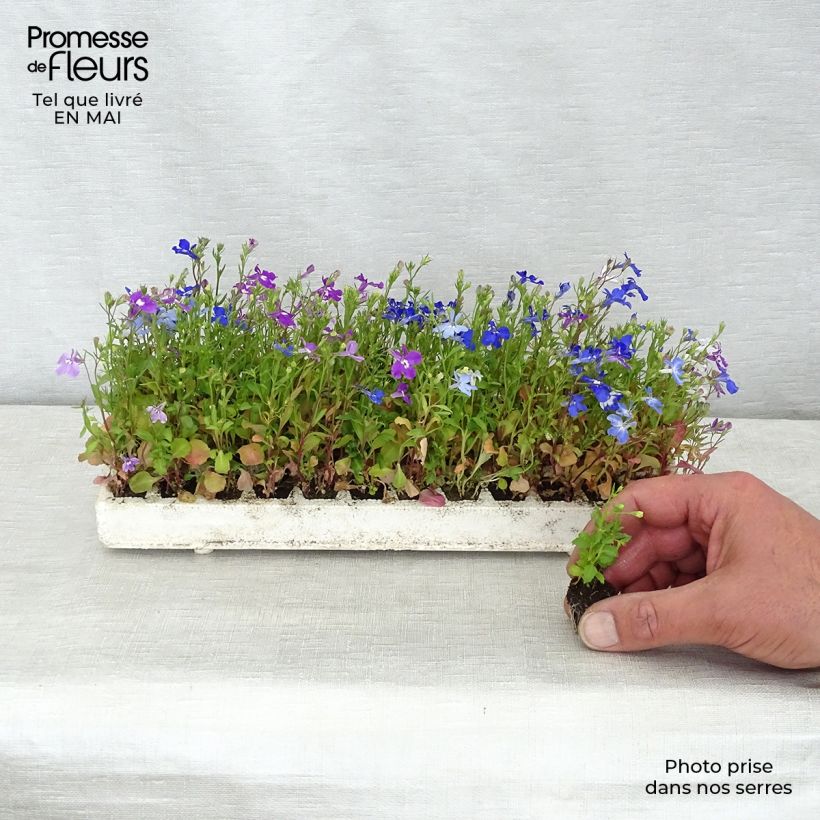Spécimen de Lobélia pendula Regatta en mélange Minimotte : motte 2,2 cm x 2 cm en plaque de culture par 35 tel que livré au printemps