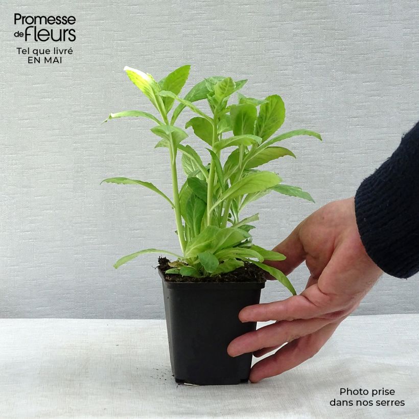 Spécimen de Lobelia siphilitica Alba Godet de 8/9 cm tel que livré au printemps