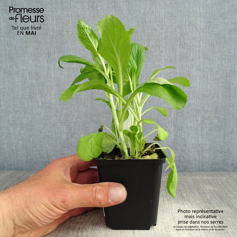 Example of Lobelia siphilitica - Lobélie Godet de 8/9 cm as you get in printemps